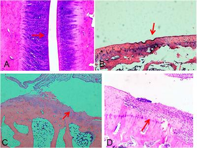 Ultrasound Guided Intra-Articular Injection of Triptolide-loaded Solid Lipid Nanoparticle for Treatment of Antigen-Induced Arthritis in Rabbits